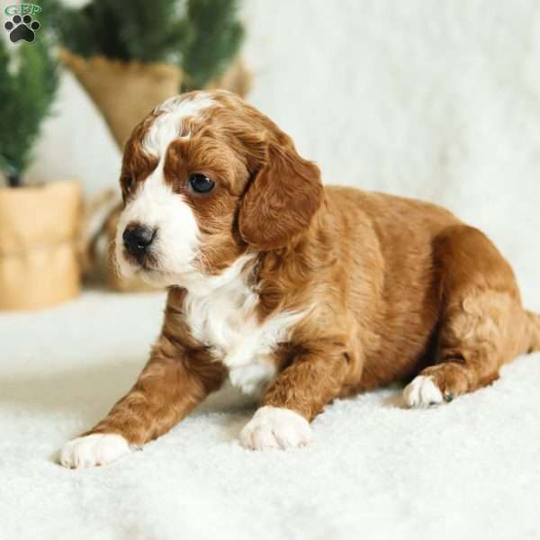 Willow F1B, Cavapoo Puppy